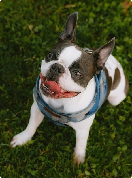 Dog image